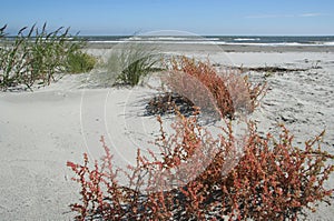 Coastal Vegetation on an Ocean Beach photo