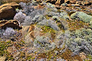 Coastal vegetation on a rocky hill in Western Australia