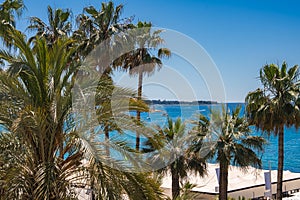Coastal View of Cannes with Palm Trees and Mediterranean Sea photo
