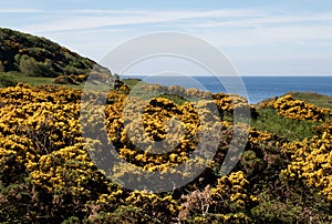 Coastal View with Gorse Bushes and Shrubbery