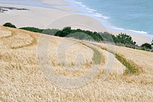 Coastal view incorporating a wheat field