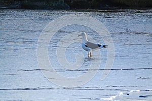 Coastal Watchers: Slaty-backed Gull Birds Soaring Over Water photo