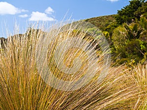 Coastal wetland red tussock