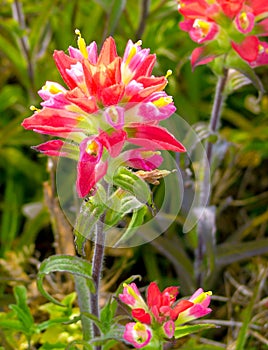 Coastal Wildflower