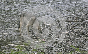 Coastal Wolf bite