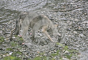 Coastal Wolf biting into a salmon