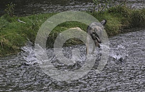 Coastal Wolf fishing