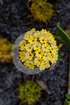 Coastal or Yellow Sand-verbena