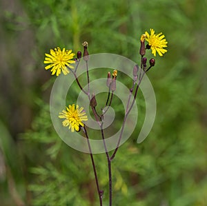 Coastalplain hawkweed - Hieracium megacephalon - one the Asteraceae members that get mistaken for yellow dandelions
