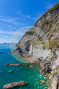 Coastline in Cinque Terre with Via Dell'Amore, Italy