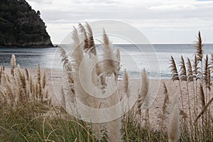 Coastline of Homunga Bay, Waikato region, New Zealand