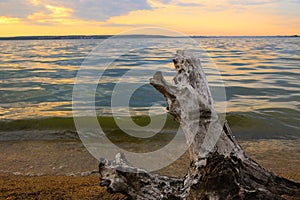 coastline of lake with snag