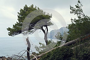 Coastline with pine trees in Majorca Mediterranean sea bay