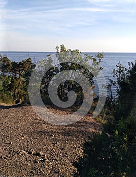 Coastline of sea with pine tree and stones on the beach. Black sea. Crimea photo