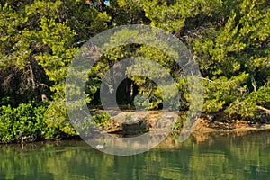 Coastline of a small lake covered with pine tree forest, near Koukounaries beach, morning at Skiathos island