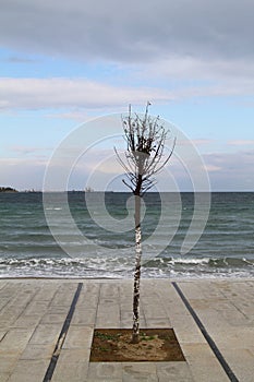 Coastline of a soil of a bright color with a tree raked in the wind direction. Green color of the Mediterranean sea. Mountains in