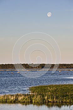 Coastline with stone and grass