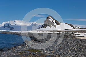 Coastline with stones and ice, sea lagoon with mountains with colony of antarctica chinstrap penguin. Half Moon island