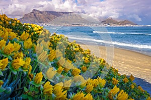 Coastline with Table Mountain and Cape Town city at sunrise, Cape Town, South Africa