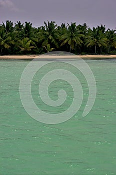 Coastline and tree in dominicana photo