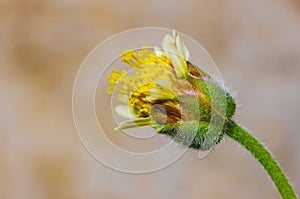 Coat buttons flower,surat thani,thailand