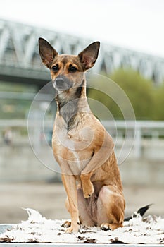 Sitting dog breed Peruvian hairless dog, Peruvian Inca orchid, hairless Inca dog, virigo, calato, Mexican hairless dog photo