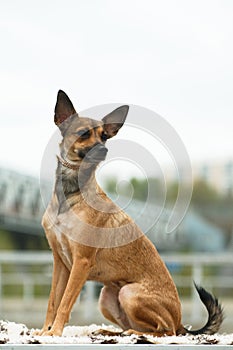 Sitting dog breed Peruvian hairless dog, Peruvian Inca orchid, hairless Inca dog, virigo, calato, Mexican hairless dog photo