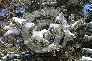 Coat of snow on branches of blue spruce