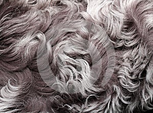 Coat texture lambskin with long grey hair and curls