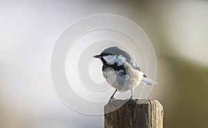 Coat Tit or Parus ater on a fence post