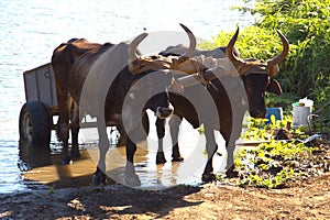 Coata Rica oxen pulling a trailer