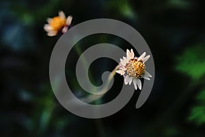 coatbuttons, broadleaved weeds in agriculture area photo