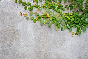 Coatbuttons or Mexican daisy on concrete wall, copyspace