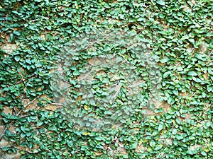 Coatbuttons or Mexican daisy green plant grow up on cement wall as background