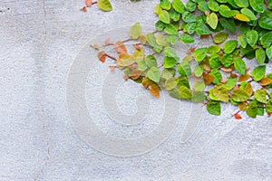 Coatbuttons or Mexican daisy on the wall