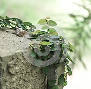 Coatbuttons or Mexican daisy on the wall.