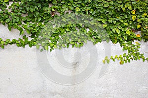 Coatbuttons or Mexican daisy on the wall.