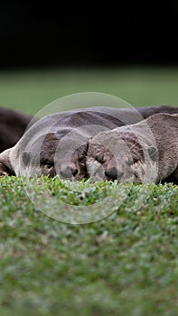 Coated Otters snuggling on a grassy surface with their heads down