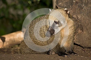 Coati