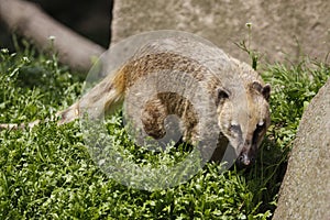 Coati photo