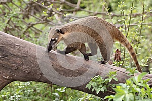 Coati