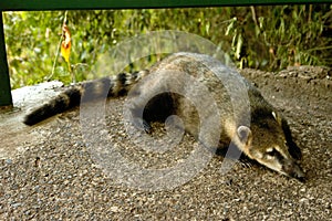 Coati