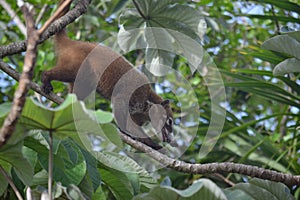 Coati animals fauna exotic Yucatan tropical