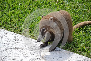 Coati animals fauna exotic Yucatan tropical Mexico