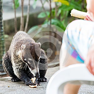 Coati being fed by tourists