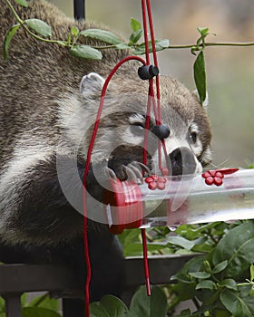 Coati coatimundi raiding a hummingbird feeder