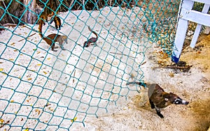 Coati coatis snuffling and search for food tropical jungle Mexico