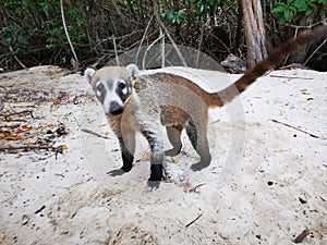 Coati coatis snuffling and search for food tropical jungle Mexico