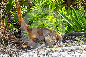 Coati coatis snuffling and search for food tropical jungle Mexico photo