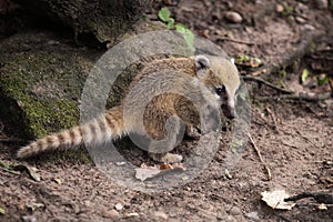 Coati cub